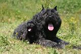 BOUVIER DES FLANDRES 489
